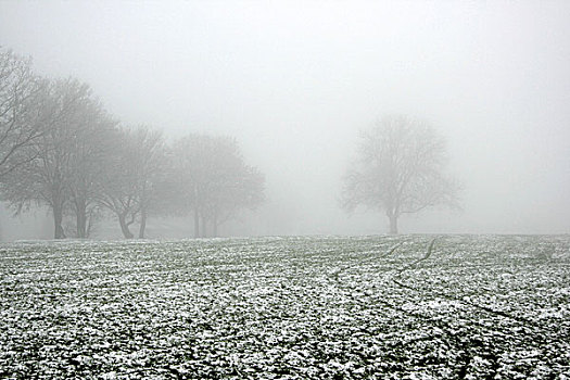 地点,树,雾,冬天,德国