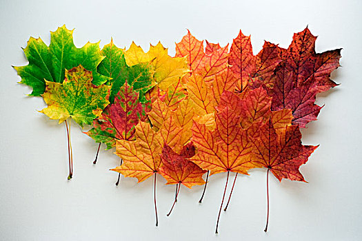 枫树,秋叶,展示,彩色,层次,德国