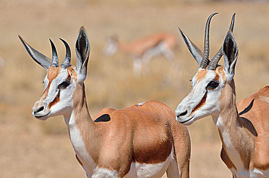 跳羚,成年,幼兽,卡拉哈迪大羚羊国家公园,北开普,南非,非洲