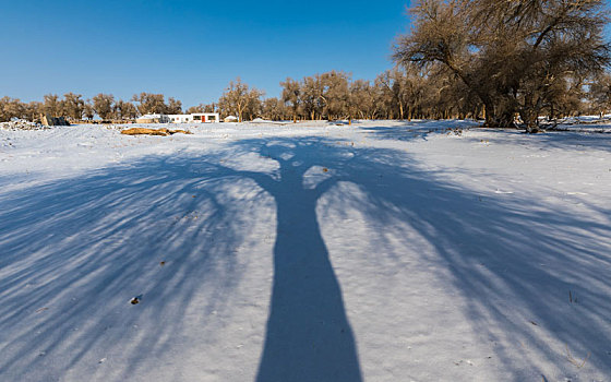 胡杨林,冬季,雪景