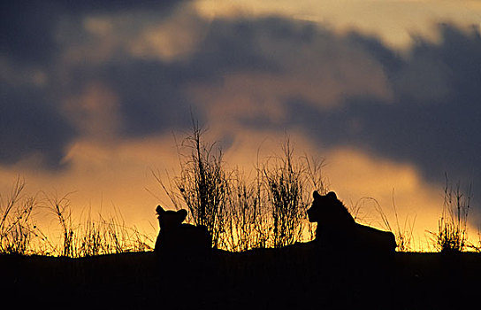 狮子,日落,卡拉哈迪大羚羊国家公园,卡拉哈里沙漠,南非,非洲