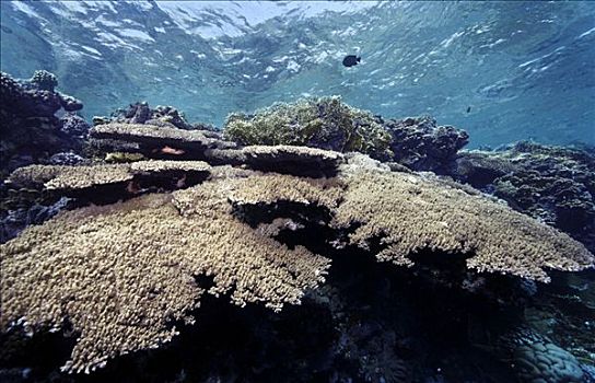 特色,珊瑚礁,风信子,不同,礁石,鱼,兄弟群岛,红海,埃及,非洲