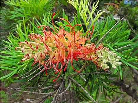 红花,澳大利亚,银桦属