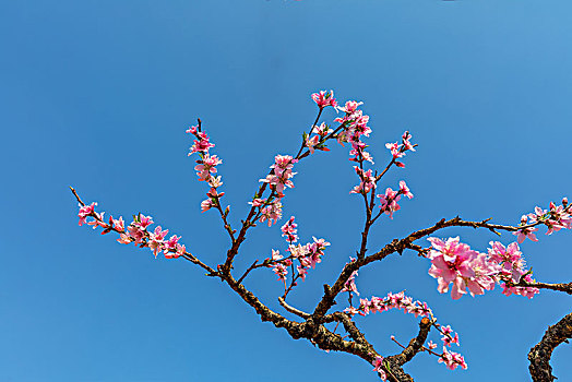 春季里绽放的桃花