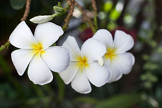 鸡蛋花,花,热带,水疗,放松,白色,黄色