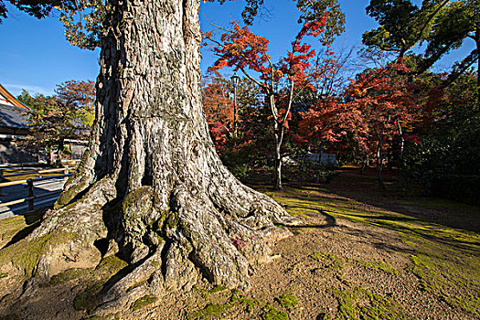 日本京都金阁寺