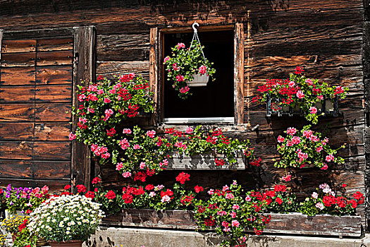 窗户,特色,瓦莱,房子,装饰,花,瓦莱州,瑞士,欧洲