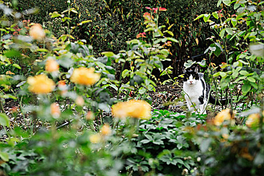 猫科动物,花,花坛
