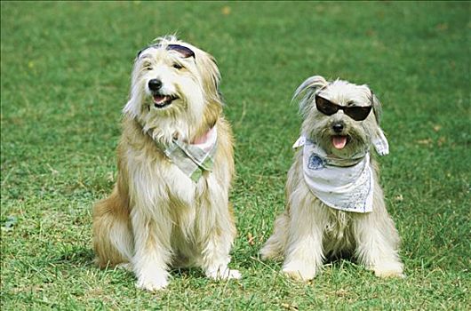 两只,狗,戴着,墨镜,围巾