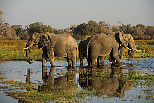 非洲象,三个,喝,湿地,莫雷米禁猎区,奥卡万戈三角洲,博茨瓦纳