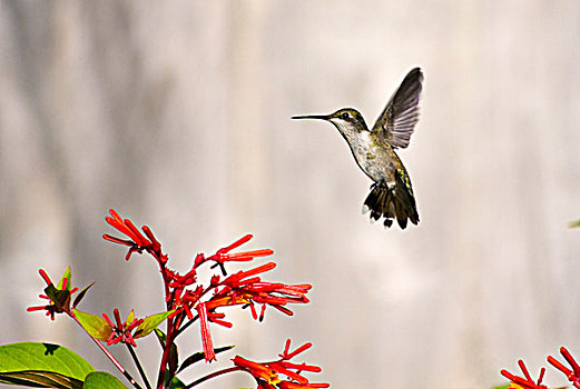 蜂鸟,悬空,上方,花,佛罗里达,美国