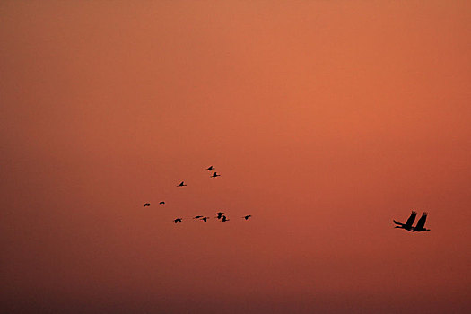 在橙色天空中飞翔黑颈鹤的剪影