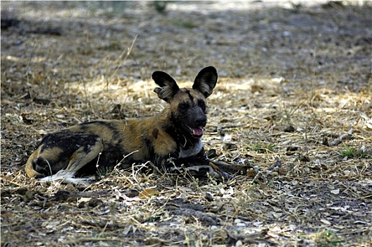 非洲野犬属,博茨瓦纳