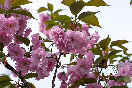 粉色樱花晚樱春天盛开