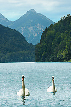两只白,天鹅在湖,阿尔卑斯湖,与山区的背景,福森,巴伐利亚,德国