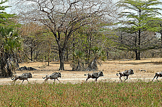 坦桑尼亚,禁猎区,角马