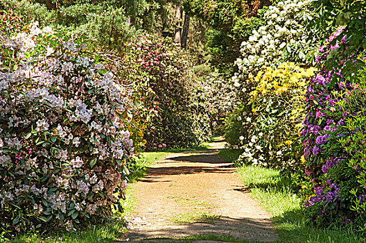 风景,杜鹃花属植物,公园