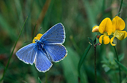 普通,蓝色,蓝灰蝶,蝴蝶,荷兰北部,荷兰