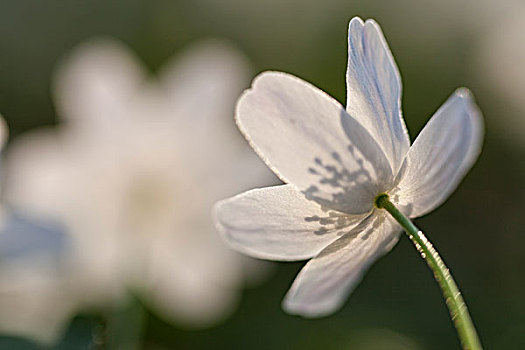 银莲花属