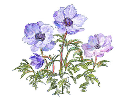 紫色,花,白色,背景