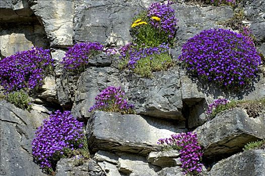 普通,岩石花园,瑞士