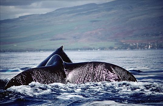 驼背鲸,大翅鲸属,鲸鱼,尾部,背鳍,夏威夷