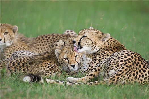 印度豹,猎豹,母兽,修饰,6个月大,幼兽,马赛马拉国家保护区,肯尼亚