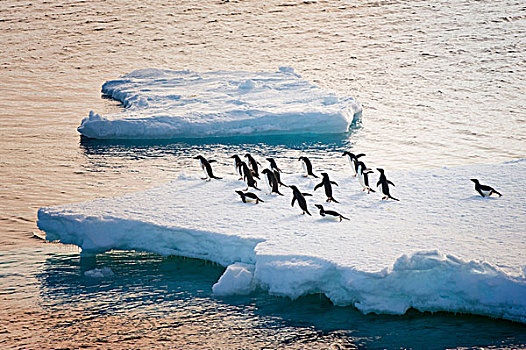 阿德利企鹅,冰山,南极海峡,南极半岛,南极