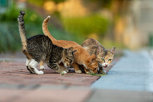 后院花园里玩耍的可爱猫眯