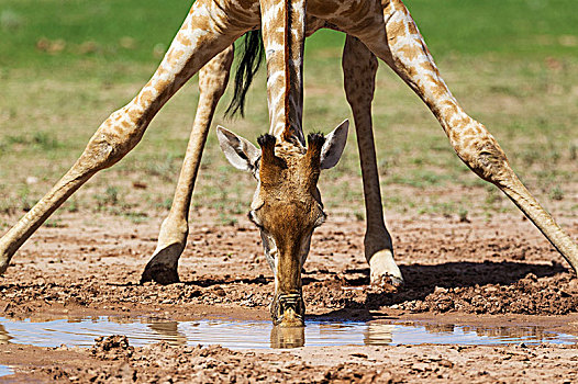南方长颈鹿,长颈鹿,雌性,喝,雨水,水池,下雨,季节,绿色,环境,卡拉哈里沙漠,卡拉哈迪大羚羊国家公园,南非,非洲