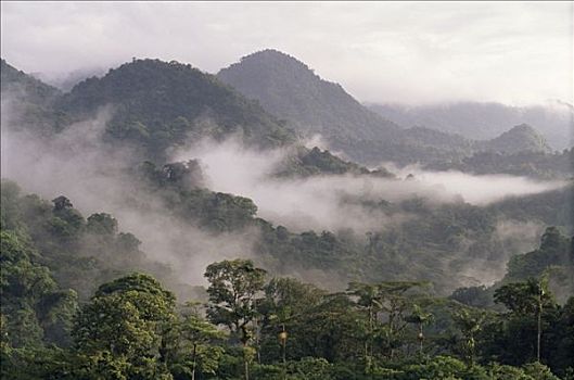 上方,热带雨林,山谷,哥斯达黎加