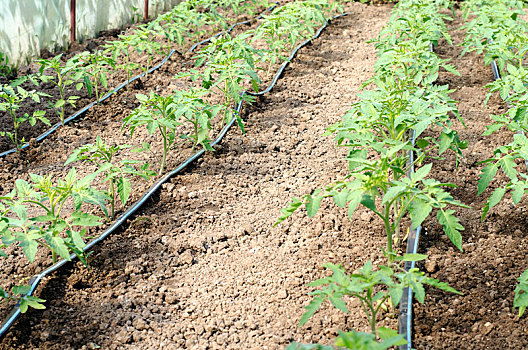西红柿,芽,温室