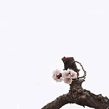 三月杏花
