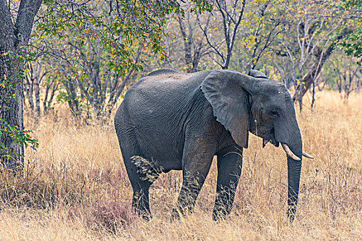 博茨瓦纳,乔贝国家公园,大象,非洲象,干草