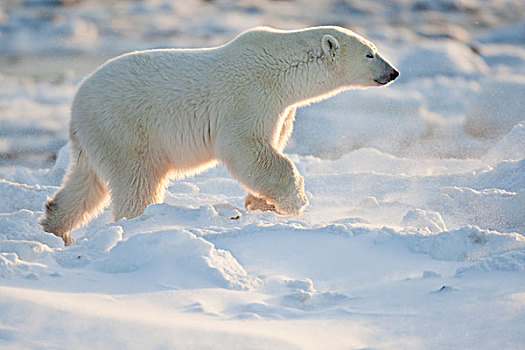 北极熊,雪中,丘吉尔市,野生动物,管理,区域,加拿大