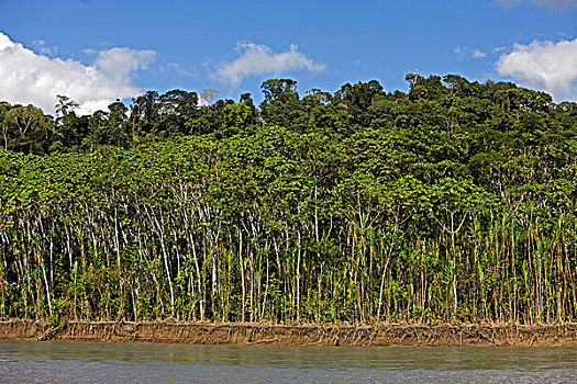 雨林,河,玛努国家公园,秘鲁