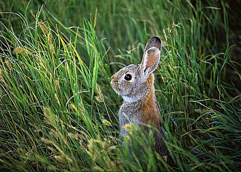 兔子,草原国家公园,萨斯喀彻温,加拿大