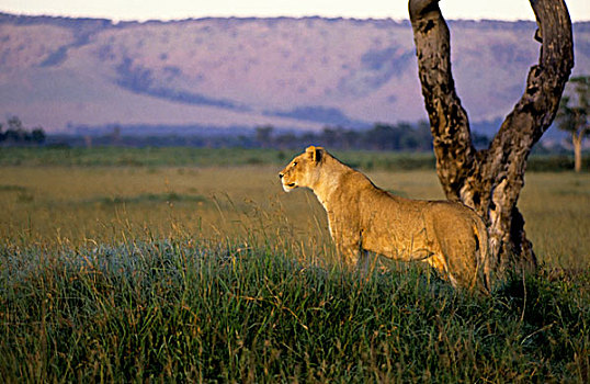 肯尼亚,马赛马拉,雌狮