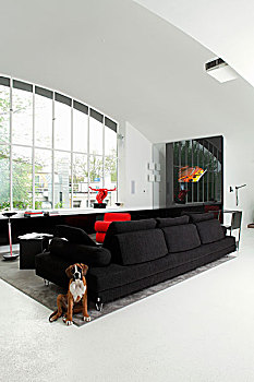 狗,坐,靠近,黑色,沙发,简约,室内,大窗