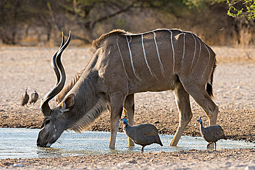 大捻角羚,喝,水潭,卡拉哈里沙漠,博茨瓦纳,非洲