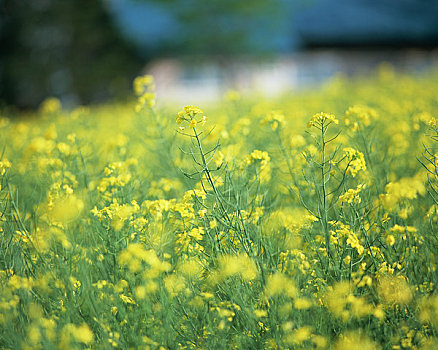 油菜花