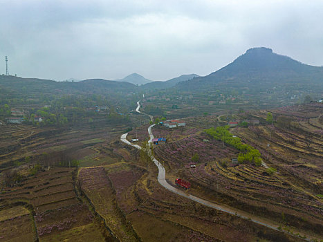 山东蒙阴岱崮地貌桃花盛开