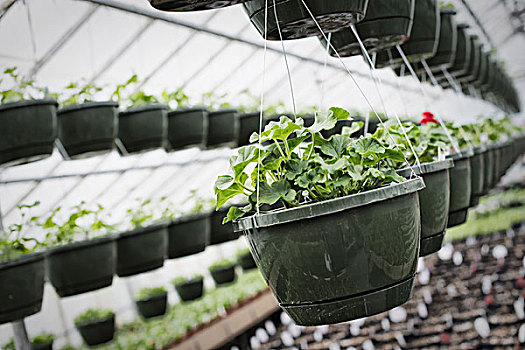 生长,有机,植物培育,温室,悬挂,篮子,植物,幼苗