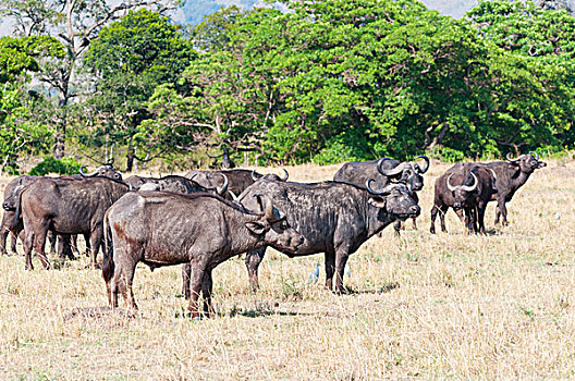 非洲水牛,马赛马拉国家保护区,肯尼亚