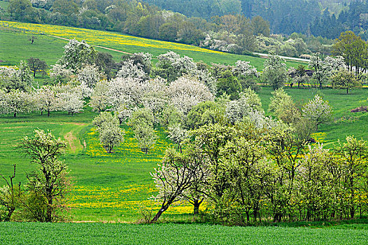 春景,花,樱桃树,甜樱桃,弗兰哥尼阶,瑞士,上弗兰科尼亚,巴伐利亚,德国,欧洲