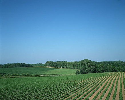 豌豆,小块土地