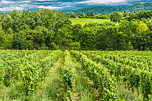 法国,卡奥尔,酒用葡萄种植区,葡萄园
