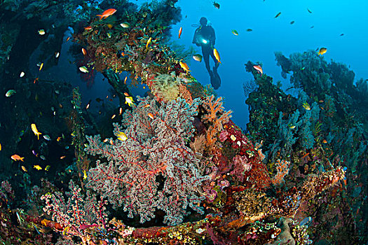 珊瑚,残骸,自由,图兰奔,巴厘岛,印度尼西亚