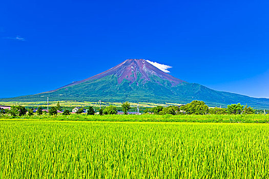 山,富士山,稻田