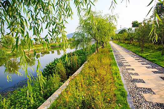 水草,绿化,水畔,水岸,道路,柳树